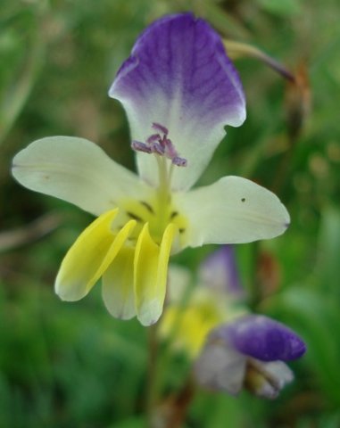 Sparaxis villosa flowering